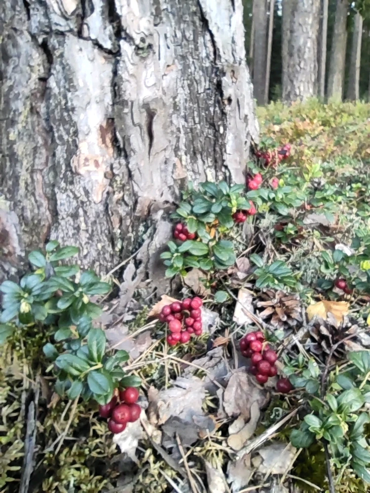 Obrázek nahrál Dave