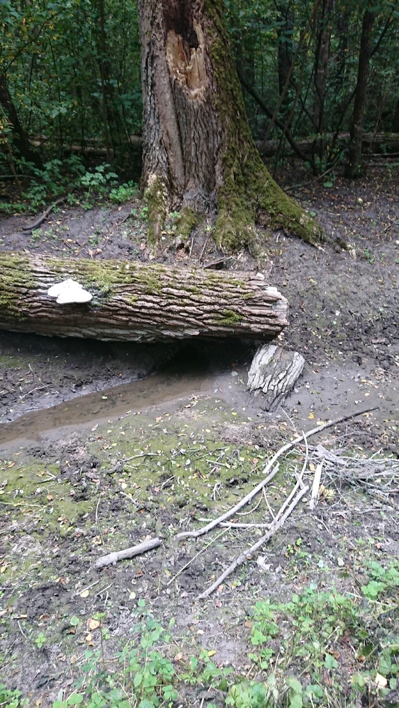 Zdjęcie dodane przez Tomasz