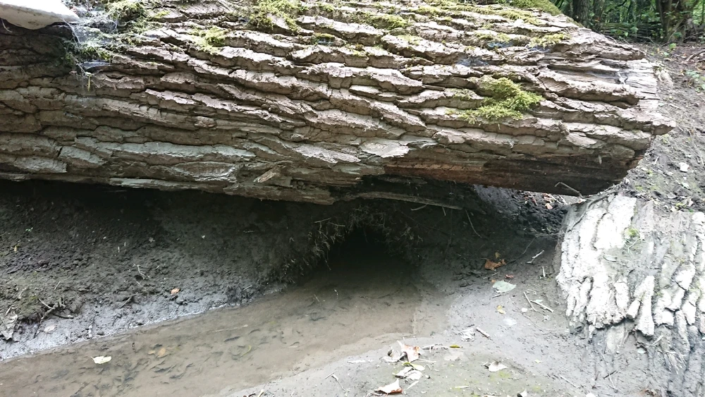 Zdjęcie dodane przez Tomasz