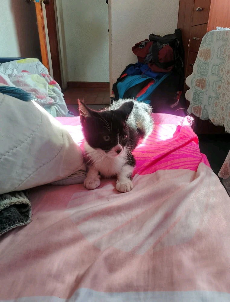 El gato sin nombre... Alias «La Ratica»