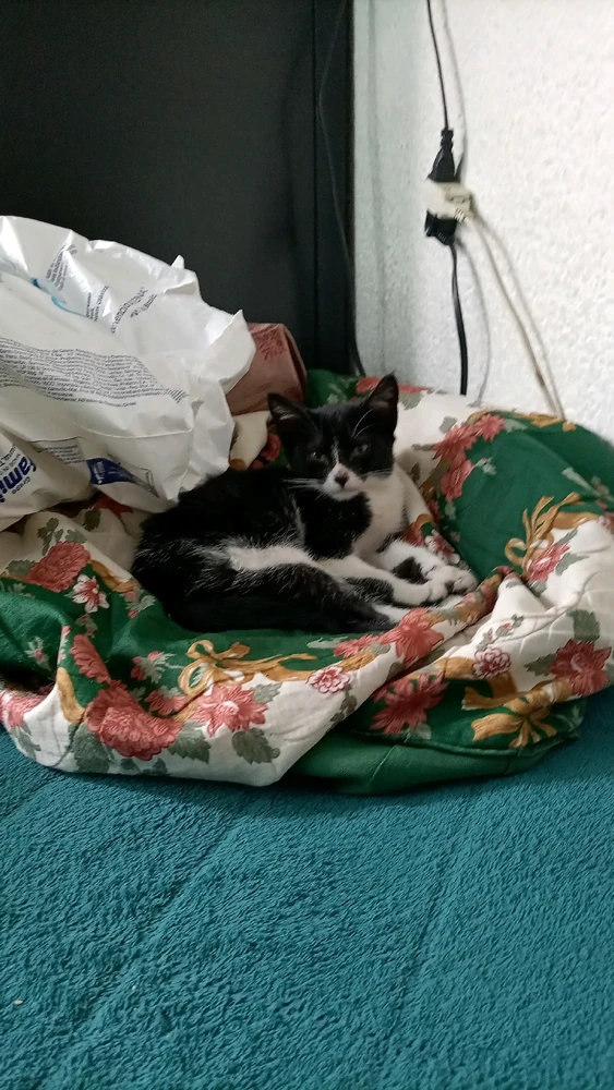 El gato sin nombre... Alias «La Ratica»