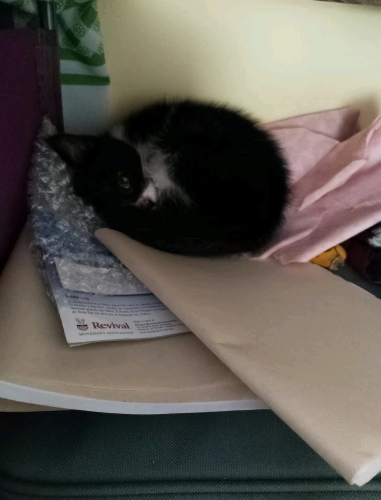 El gato sin nombre... Alias «La Ratica»