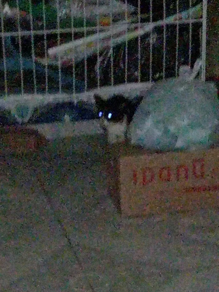 El gato sin nombre... Alias «La Ratica»