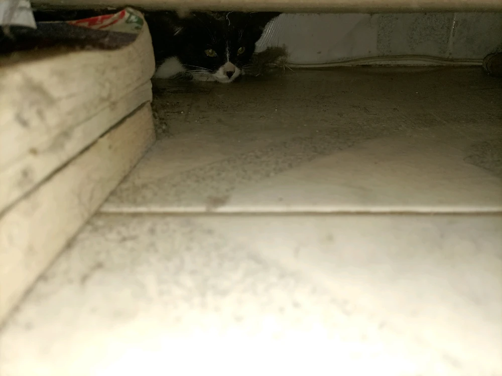 El gato sin nombre... Alias «La Ratica»