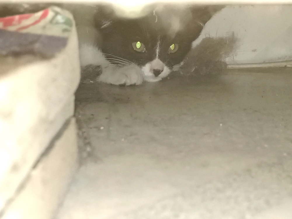 El gato sin nombre... Alias «La Ratica»