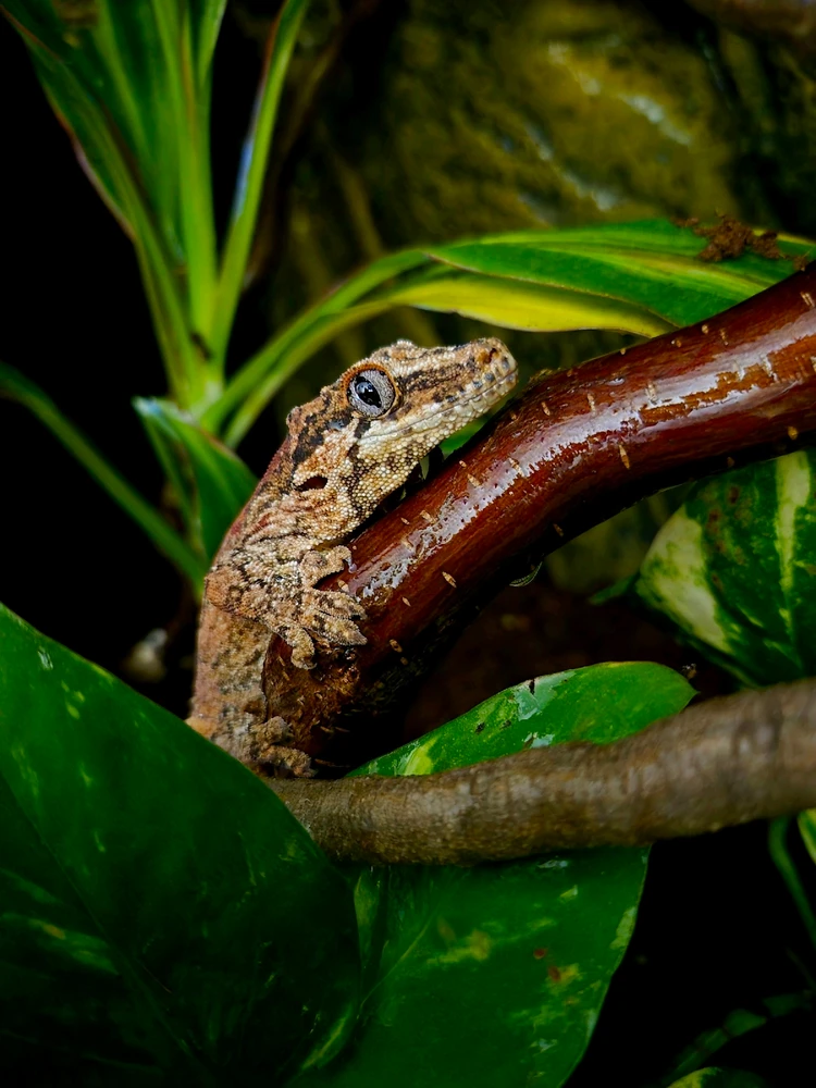 GIF hochgeladen von Hagalaz