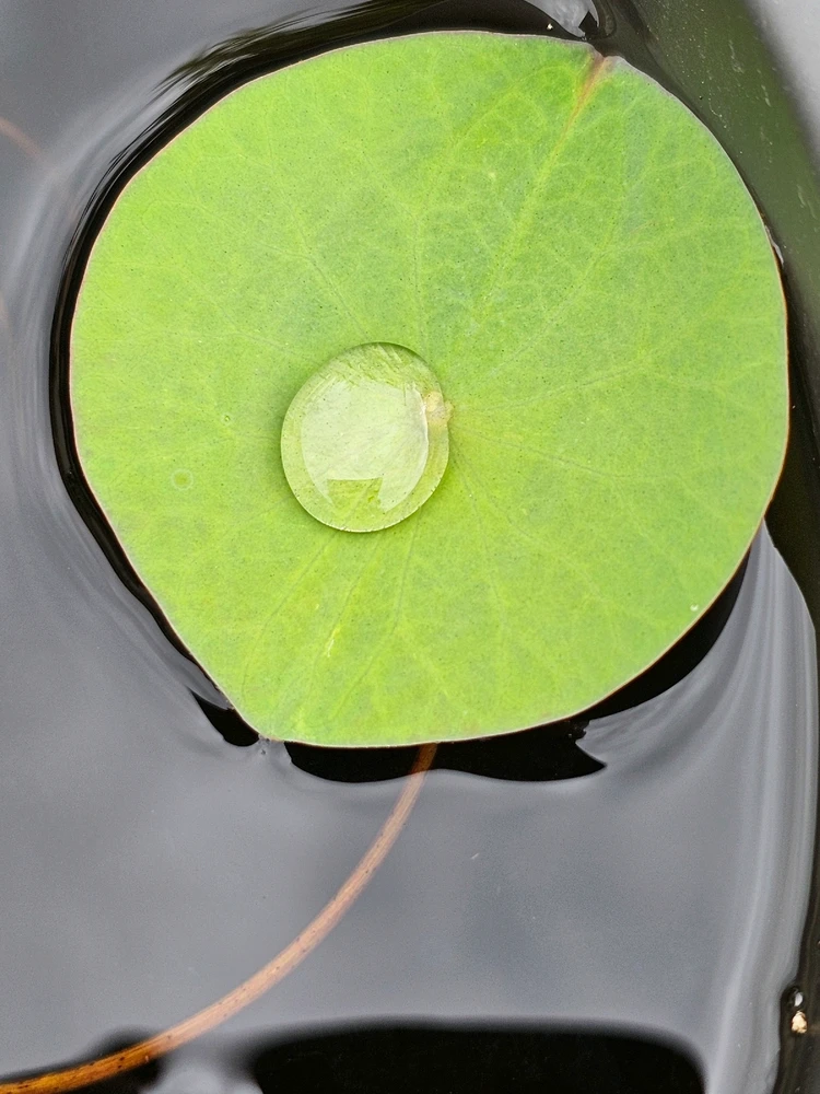 GIF ajouté par Virginie