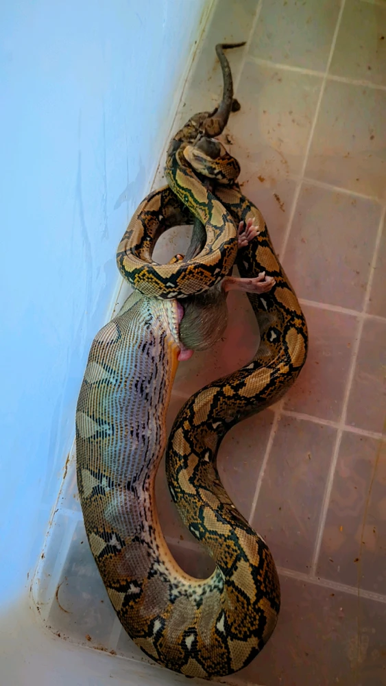 GIF diunggah oleh Sunny