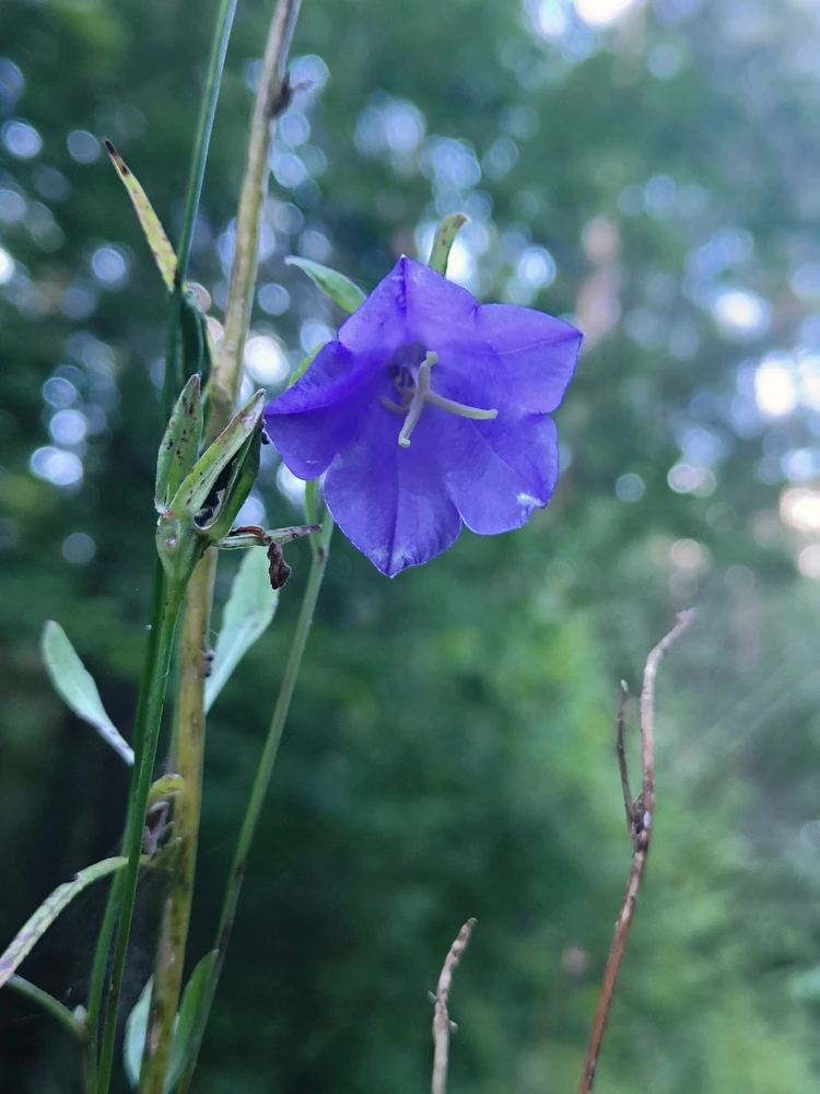 GIF dodany przez ᛊᚨᛚᚢᛏᛟᚱ ᛃᛖᛉᛖᛒᛖᛚ 𖤐