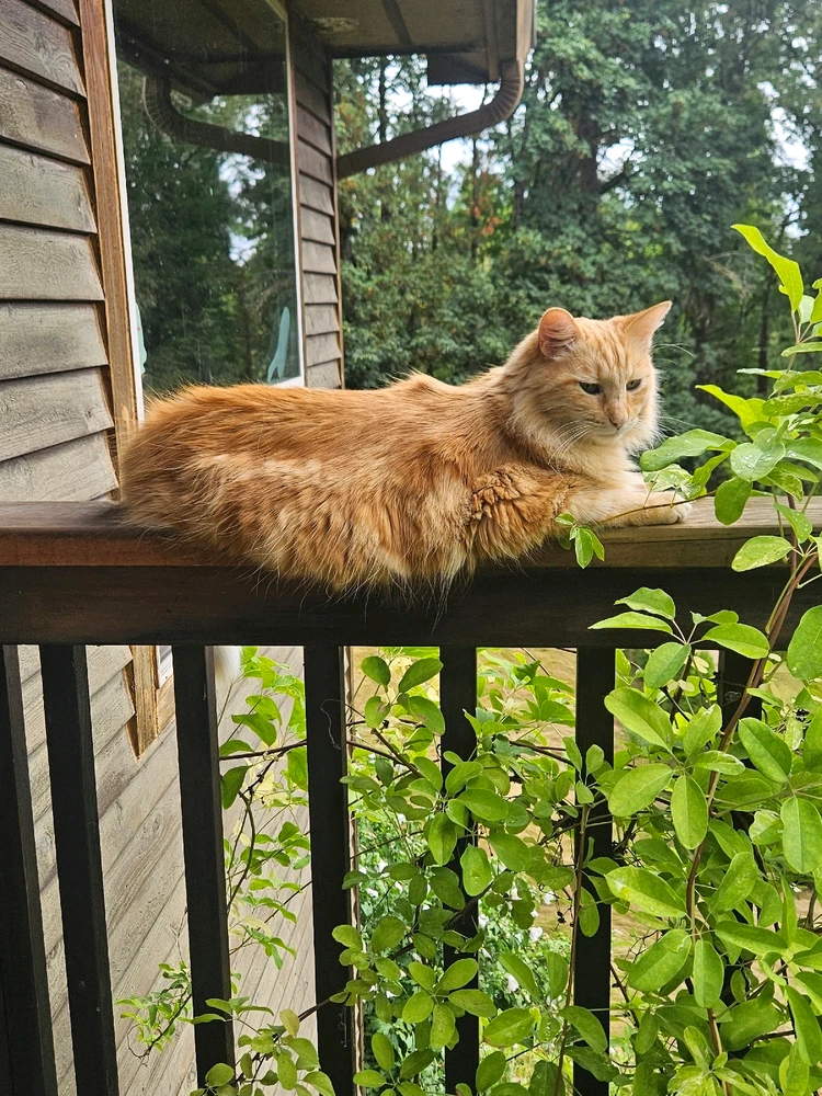 GIF diunggah dening Tyler