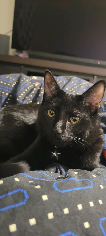 Galaga was my First cat ever (I was a dog person)