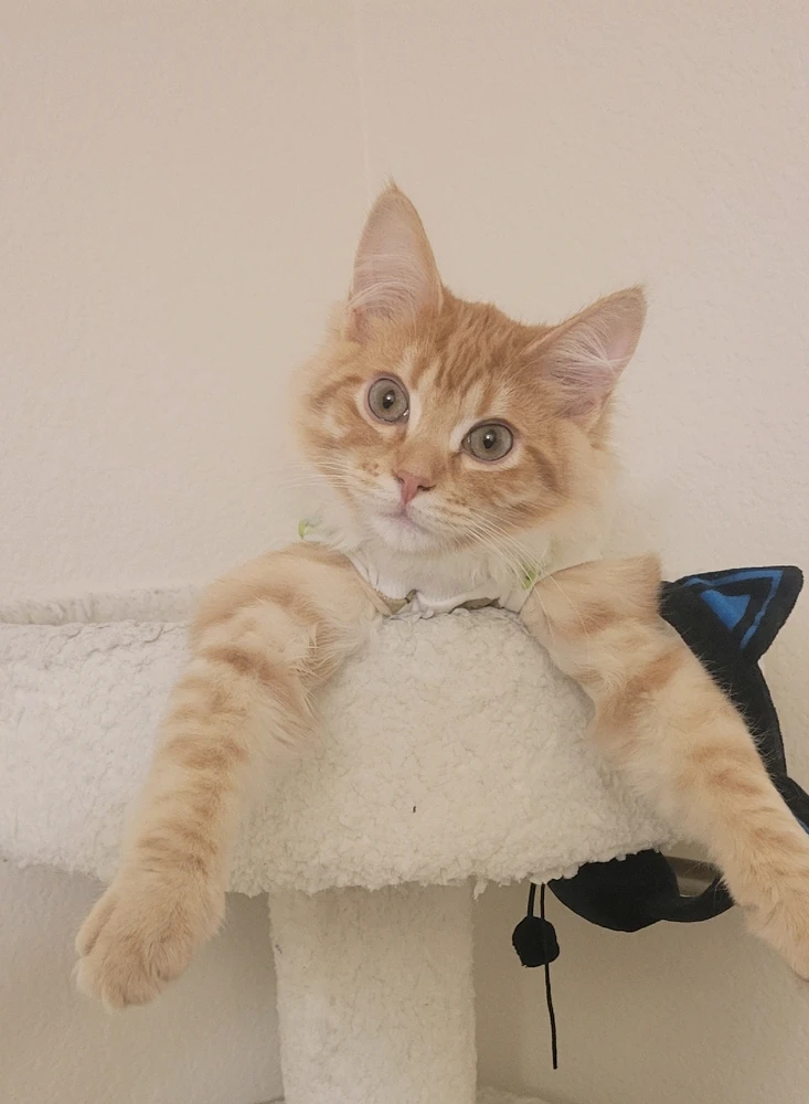 I haven't had any pets since I was 17 in 2011...