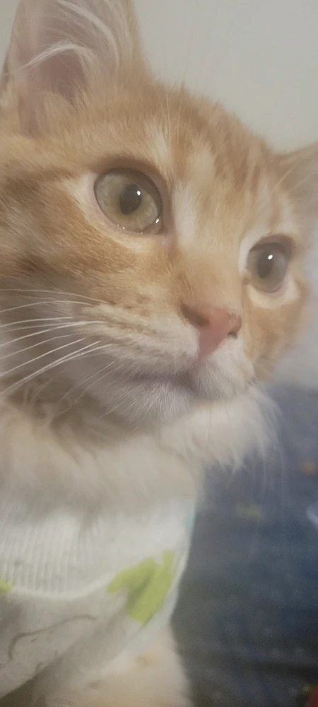 He is a great emotional support buddy