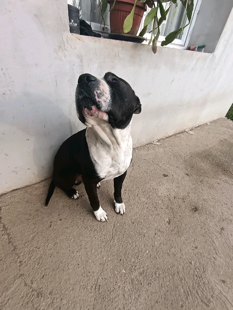 Sliku je postavio/la Zoran