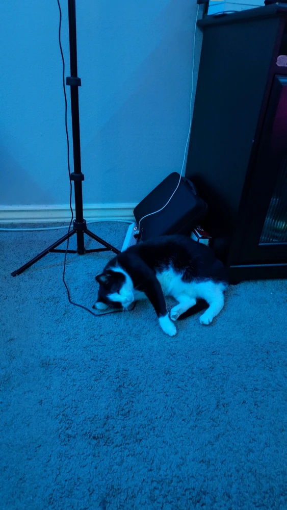 Gambar diunggah dening Sky WolfHart