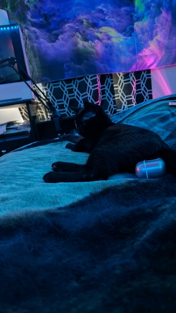 Gambar diunggah dening Sky WolfHart