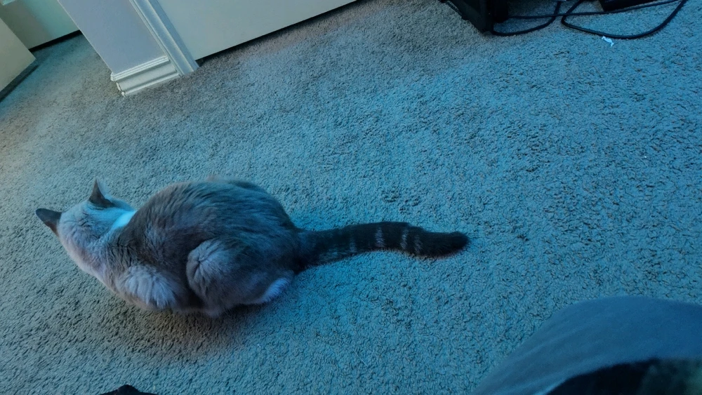 Gambar diunggah dening Sky WolfHart