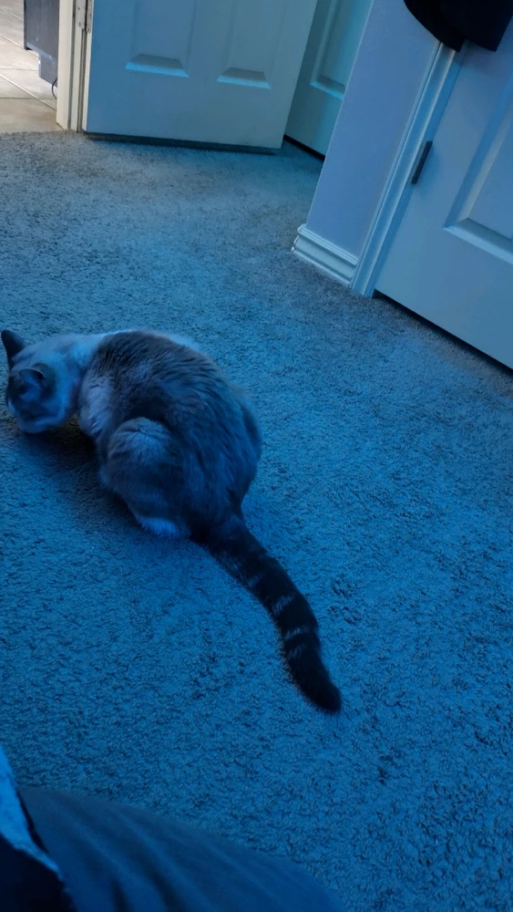 Gambar diunggah dening Sky WolfHart