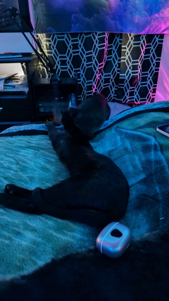 Gambar diunggah dening Sky WolfHart