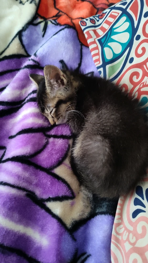 Gambar diunggah dening Sky WolfHart