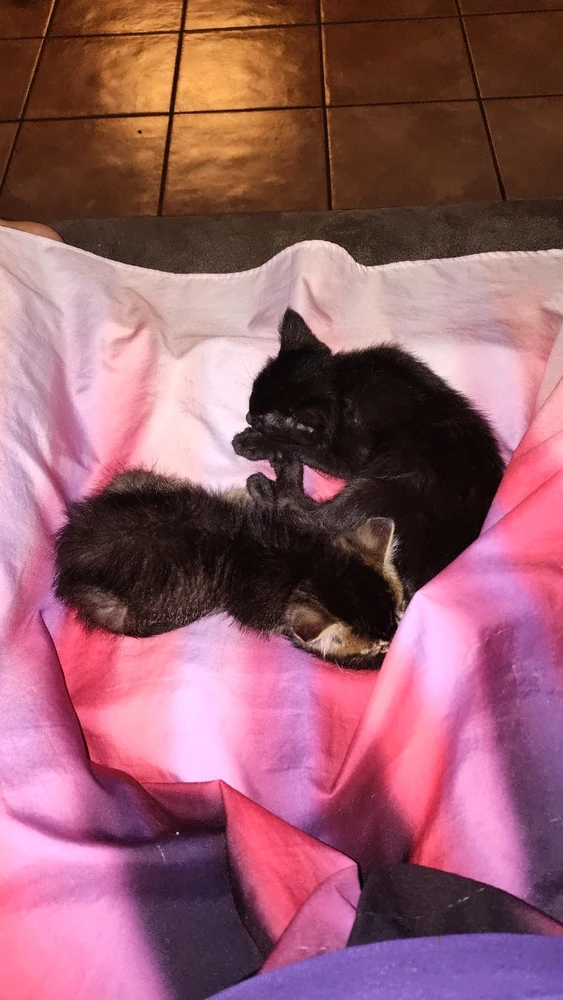 Gambar diunggah dening Sky WolfHart