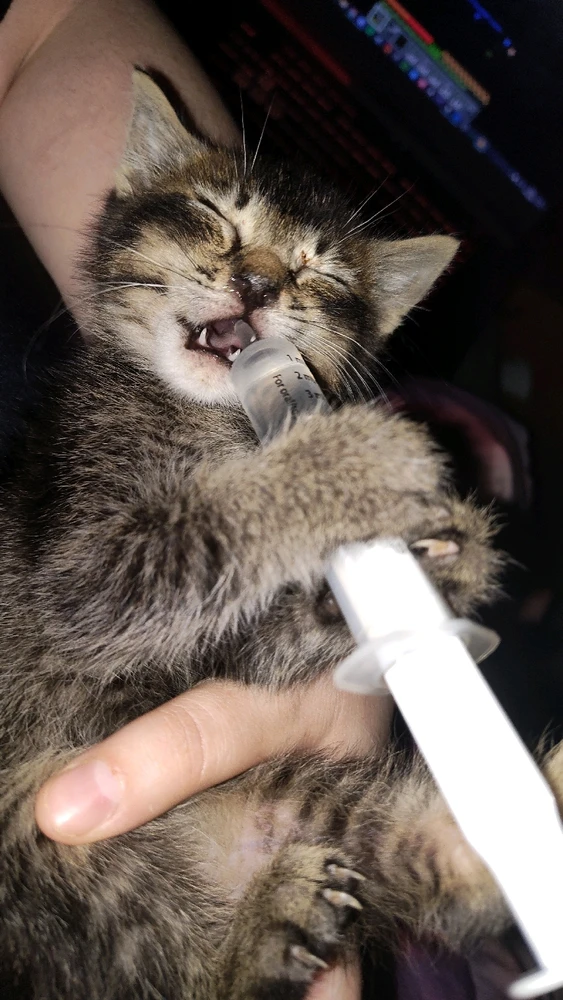 Gambar diunggah dening Sky WolfHart