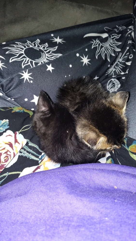 Gambar diunggah dening Sky WolfHart