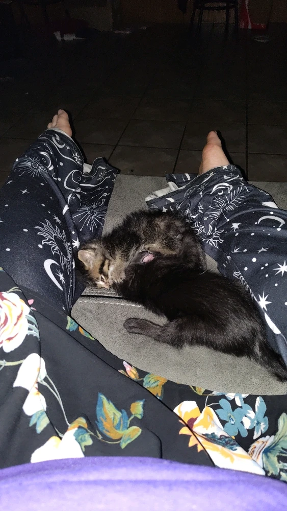 Gambar diunggah dening Sky WolfHart