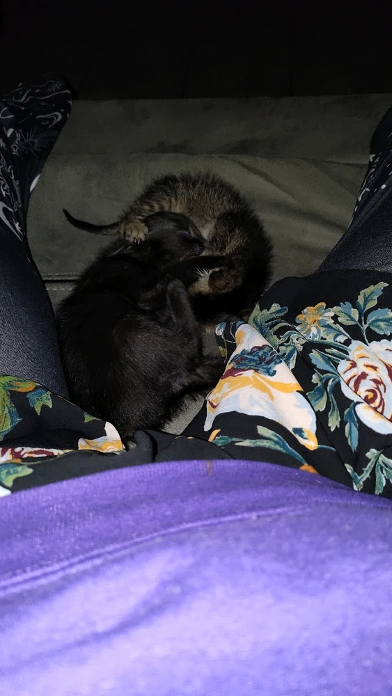 Gambar diunggah dening Sky WolfHart