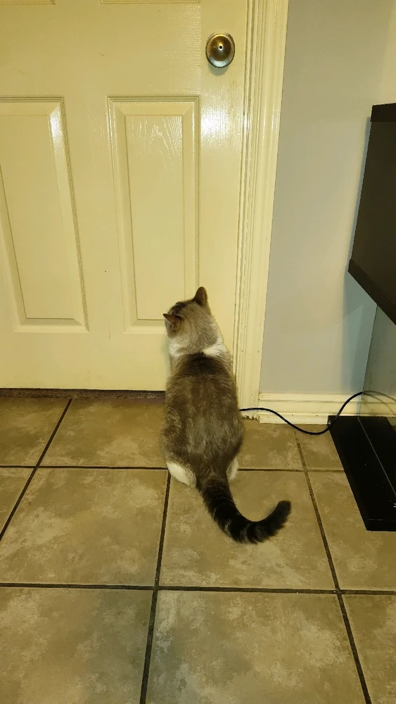 Gambar diunggah dening Sky WolfHart