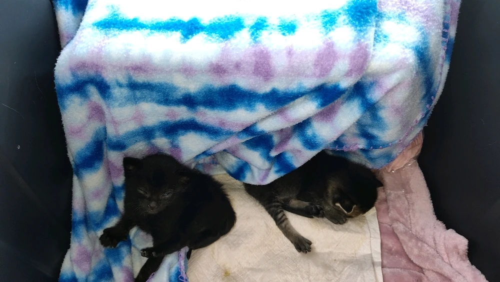 Gambar diunggah dening Sky WolfHart