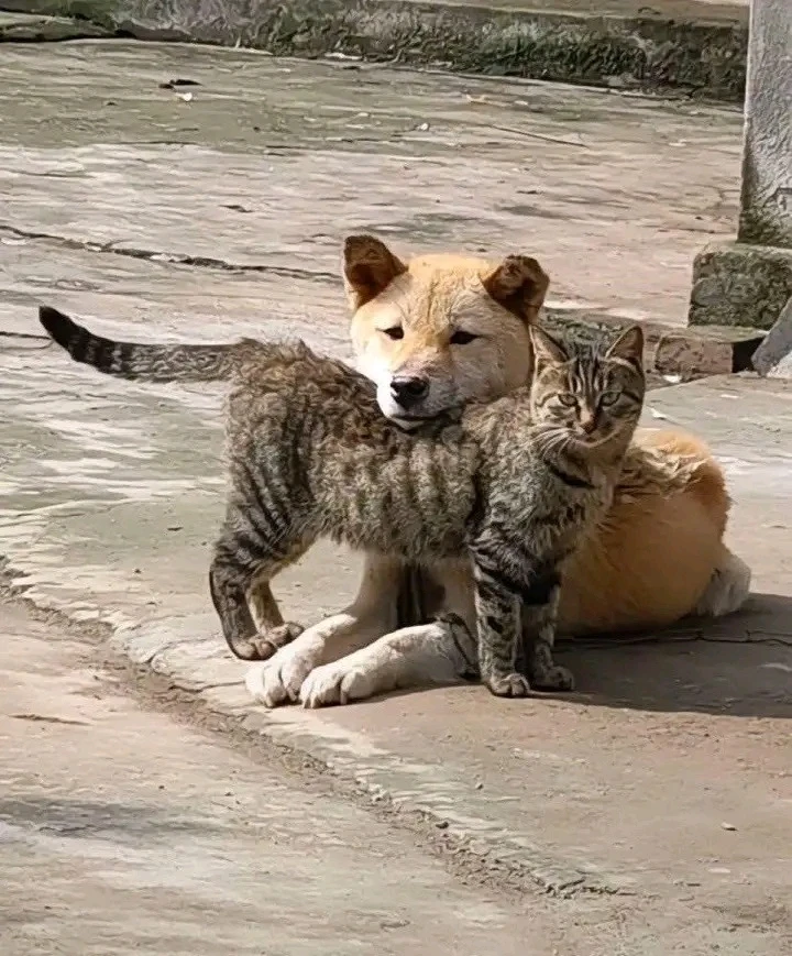 Лука نے GIF اپ لوڈ کی