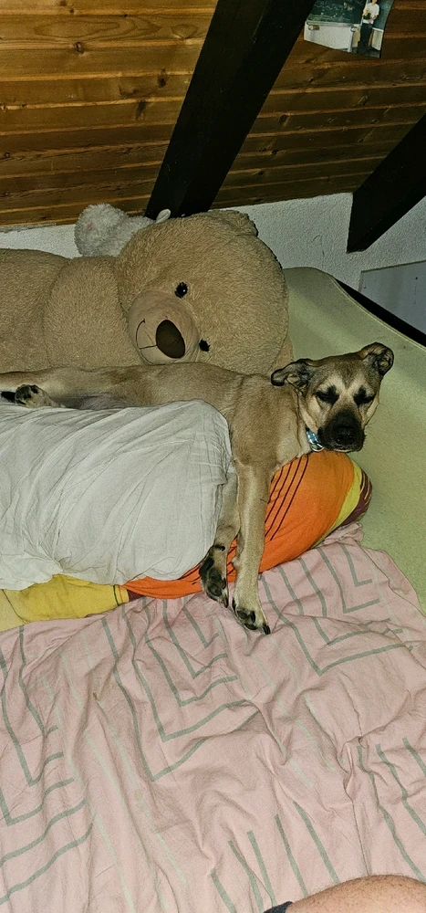 GIF hochgeladen von Smack