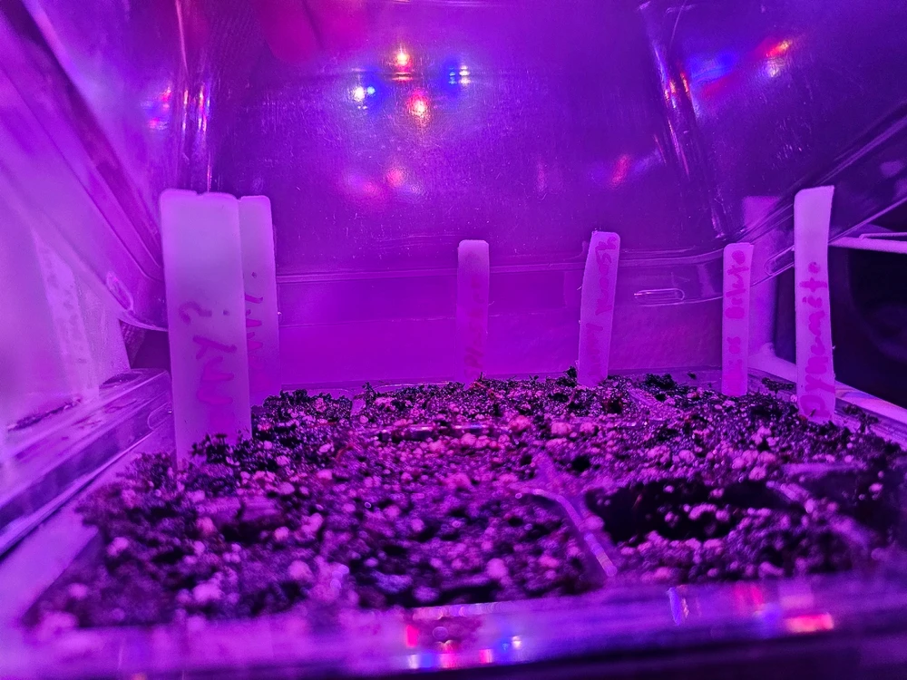 Just finished germination