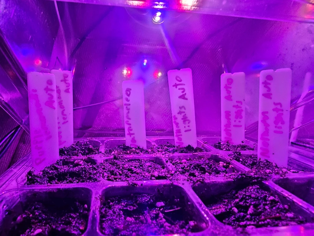 Just finished germination