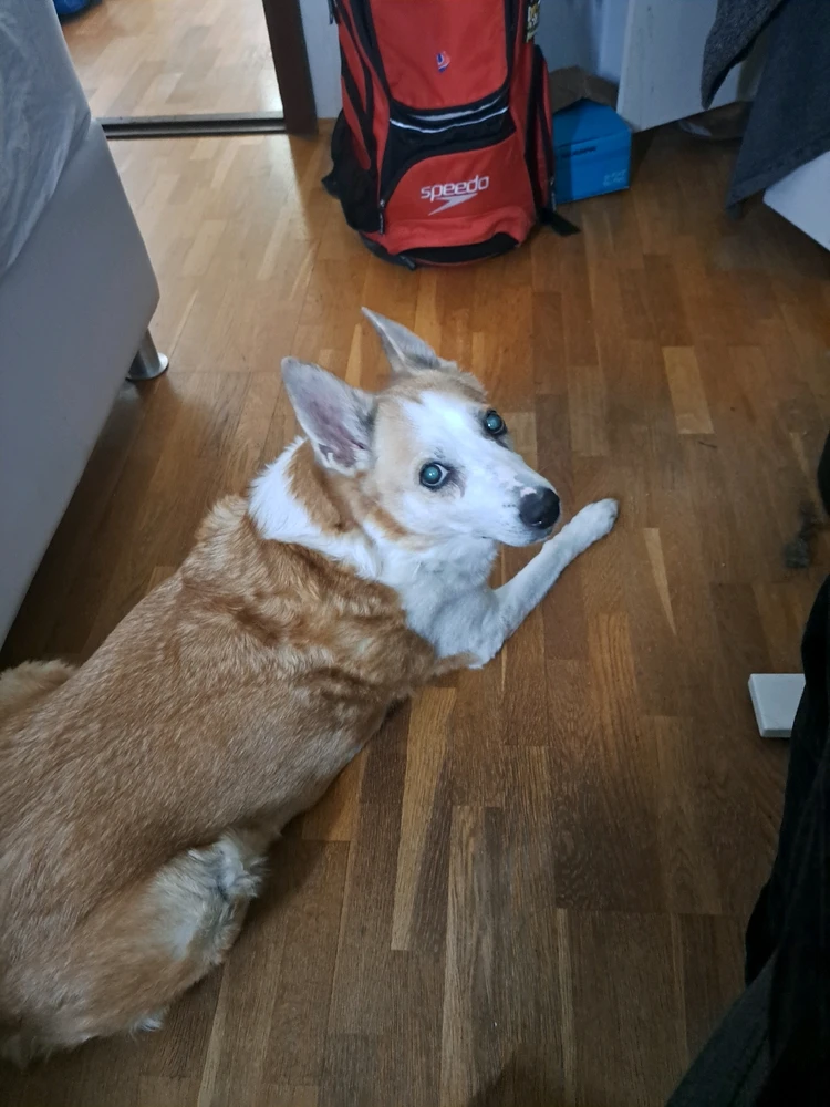 GIF gi-upload ni Leó