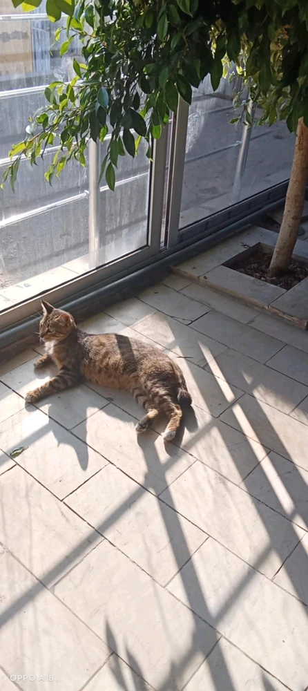 GIF ajouté par Julius