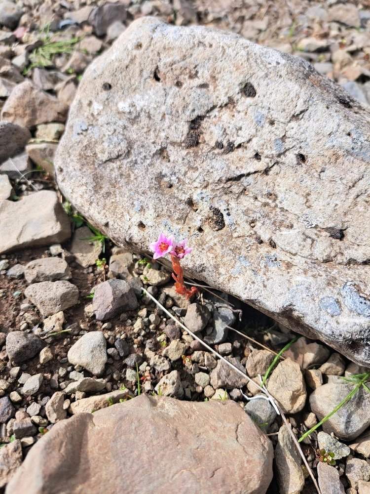 Mynd sett inn af Leó