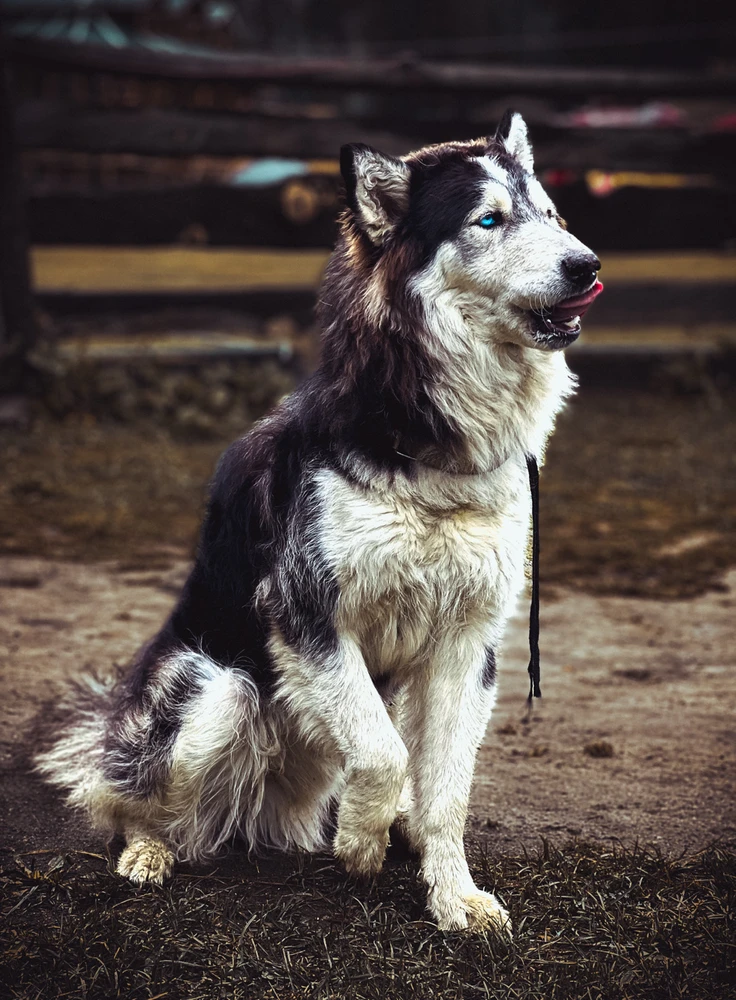 Image uploaded by Zayn