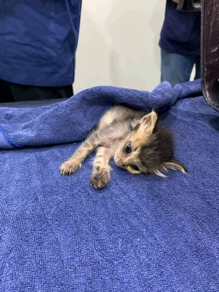 Pls pray that he lives