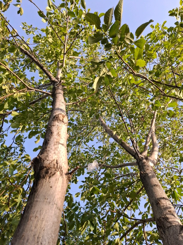 Image uploaded by Mohadese