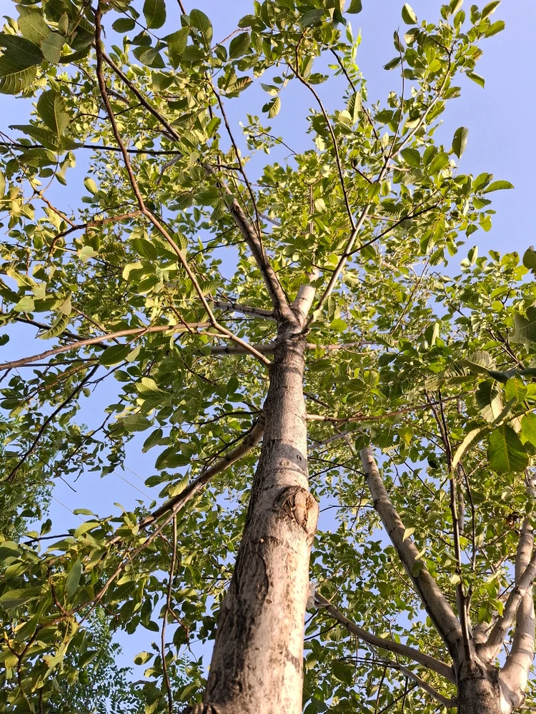 Image uploaded by Mohadese