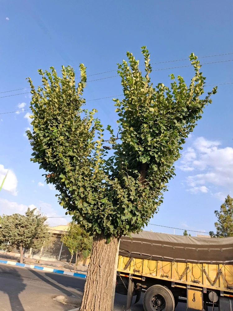 Image uploaded by Mohadese