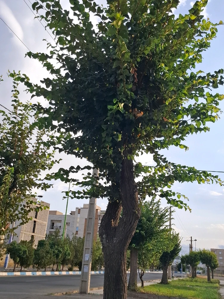 Image uploaded by Mohadese