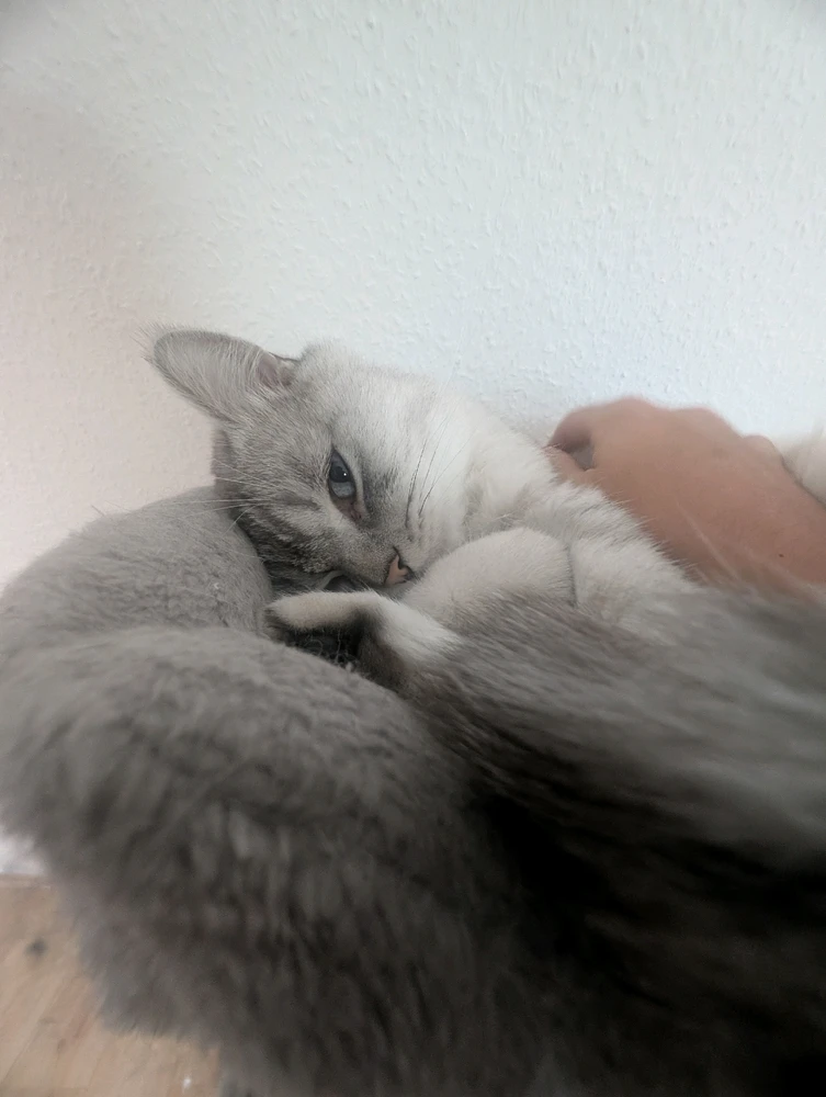 GIF hochgeladen von Rafael