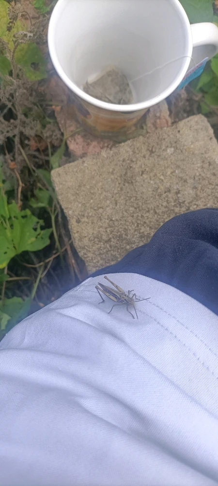 Image uploaded by Rebecca