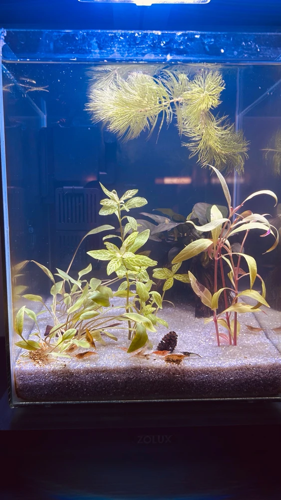 Immagine caricata da Nicolò