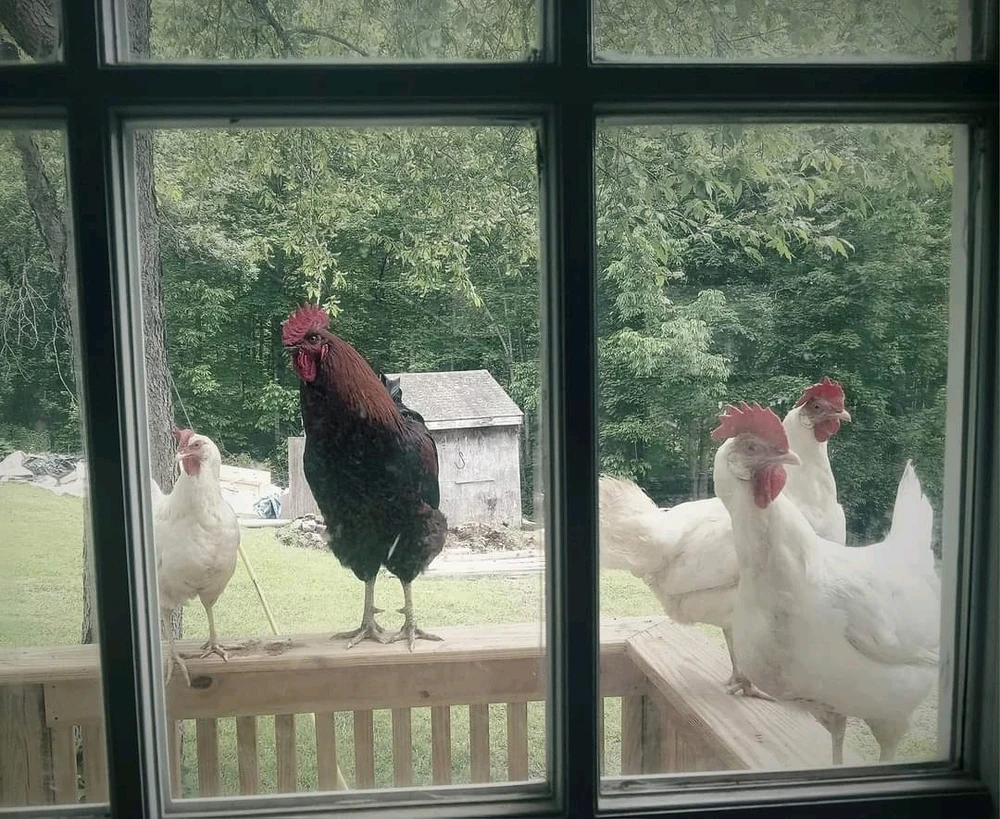 GIF uploaded by Thomas