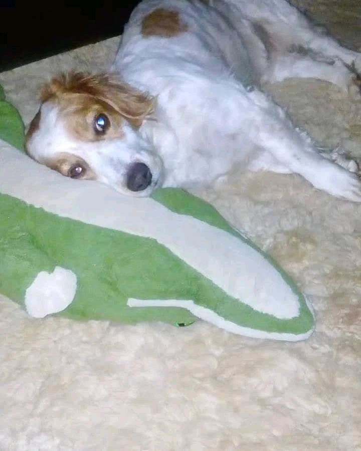 Imagem enviada por Quezia