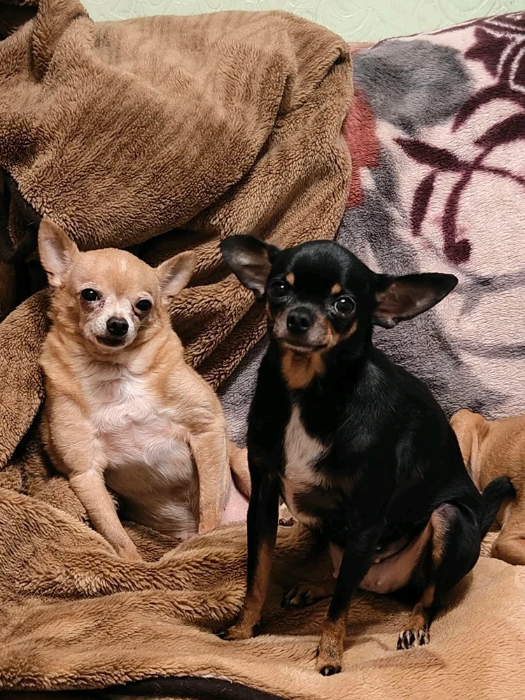 Гіфку завантажив Деметрія